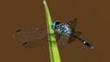 Micrathyria pseudeximia (Little Swamp Dasher) male.jpg